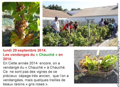 vendange du chauché