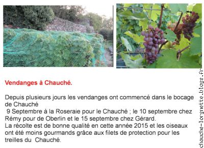 Vendanges 1